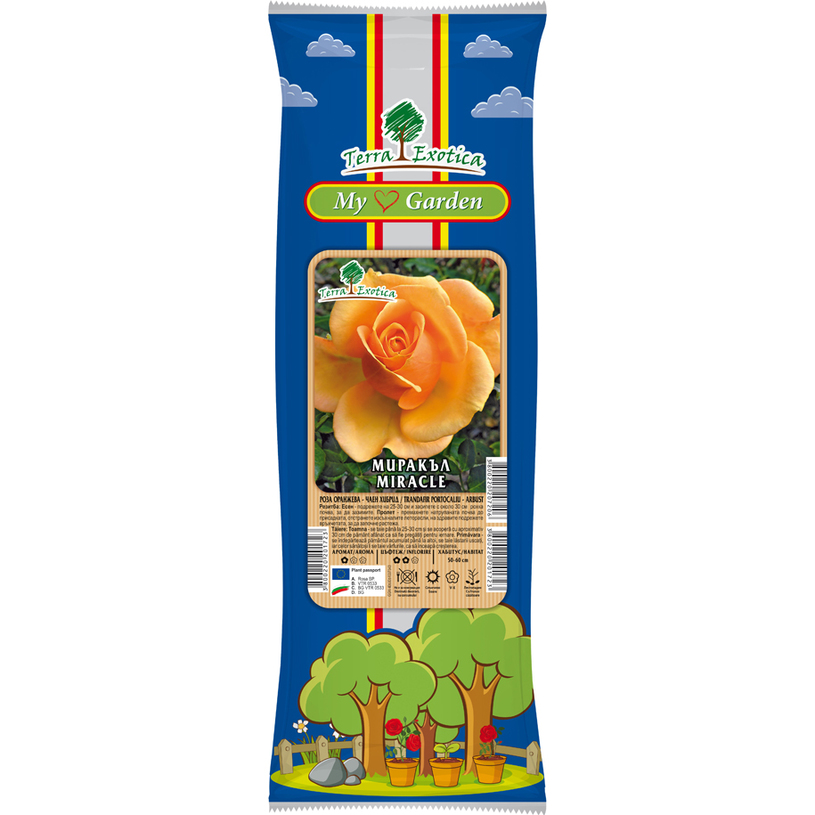 СОРТОВЕ РОЗИ В ПАКЕТ ЧАЕН ХИБРИД СОРТОВЕ РОЗИ В ПАКЕТ ЧАЕН ХИБРИД