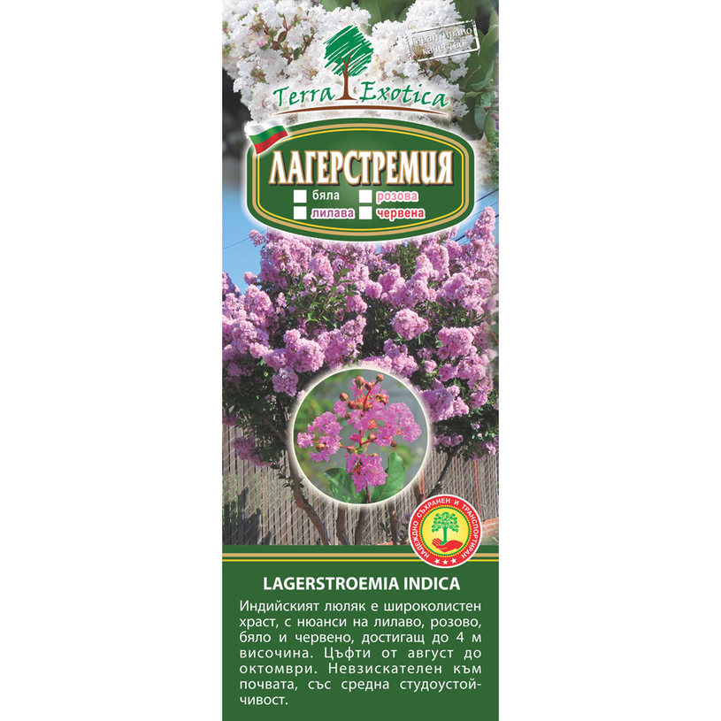 &КОРЕН ЛАГЕРСТРОЕМИЯ ИНДИКА 1БР В КУТИЯ &КОРЕН ЛАГЕРСТРОЕМИЯ ИНДИКА 1БР В КУТИЯ