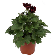 КРАЛСКО МУШКАТО Ф:12СМ КРАЛСКО МУШКАТО Ф:12СМ