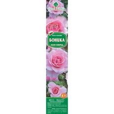 КОРЕН РОЗИ EKZOTIKA КОРЕН РОЗИ EKZOTIKA