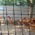 Red para aves de corral - CINTOFLEX D - Tenax - de polipropileno Red para aves de corral - CINTOFLEX D - Tenax - de polipropileno