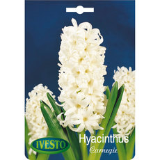 BULBS HYACINTH CARNEGIE IVESTO BULBS HYACINTH CARNEGIE IVESTO