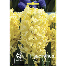 BULBS HYACINTH CITY OF HAARL IVESTO BULBS HYACINTH CITY OF HAARL IVESTO