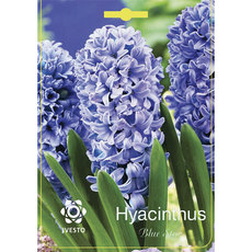 BULBS HYACINTH BLUE STAR IVESTO BULBS HYACINTH BLUE STAR IVESTO