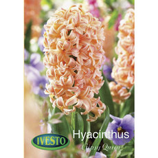 BULBS HYACINTH GIPSY QUEEN IVESTO BULBS HYACINTH GIPSY QUEEN IVESTO