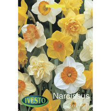 BULBS NARCISSUS MIXED IVESTO BULBS NARCISSUS MIXED IVESTO