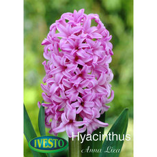 BULBS HYACINTH ANNA LIZA IVESTO BULBS HYACINTH ANNA LIZA IVESTO