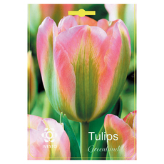 TULIP BULBS GREENLAND IVESTO TULIP BULBS GREENLAND IVESTO