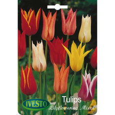 BULBS TULIP LILYFLOWERING MIXED IVESTO BULBS TULIP LILYFLOWERING MIXED IVESTO