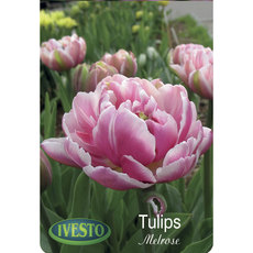 TULIP BULBS MELROSE IVESTO TULIP BULBS MELROSE IVESTO