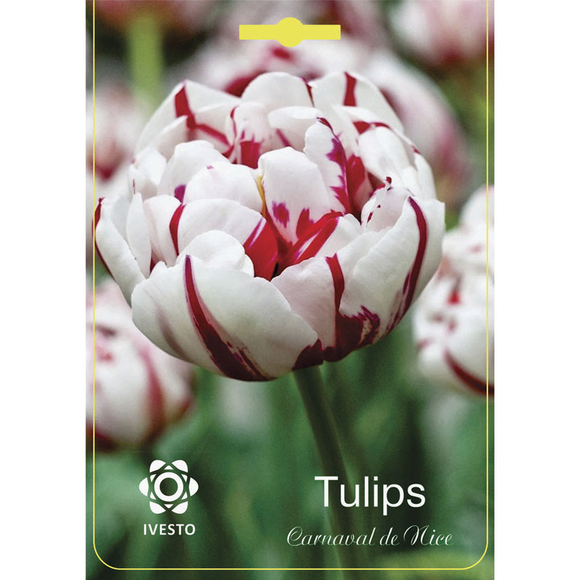 ЛУКОВИЦИ СПАРАКСИС 5+ 11БР TRICOLOR MIX ЛУКОВИЦИ СПАРАКСИС 5+ 11БР TRICOLOR MIX