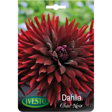 ЛУКОВИЦИ ДАЛИЯ CACTUS CHAT NOIR ЛУКОВИЦИ ДАЛИЯ CACTUS CHAT NOIR