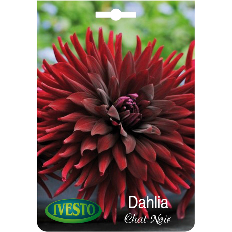 ЛУКОВИЦИ ДАЛИЯ CACTUS CHAT NOIR ЛУКОВИЦИ ДАЛИЯ CACTUS CHAT NOIR