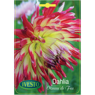 ЛУКОВИЦИ ДАЛИЯ OISEAU DE FEU-VUURVOGEL ЛУКОВИЦИ ДАЛИЯ OISEAU DE FEU-VUURVOGEL