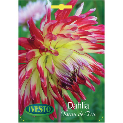 ЛУКОВИЦИ ДАЛИЯ OISEAU DE FEU-VUURVOGEL ЛУКОВИЦИ ДАЛИЯ OISEAU DE FEU-VUURVOGEL