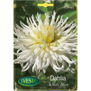 ЛУКОВИЦИ ДАЛИЯ CACTUS WHITE STAR IVESTO ЛУКОВИЦИ ДАЛИЯ CACTUS WHITE STAR IVESTO