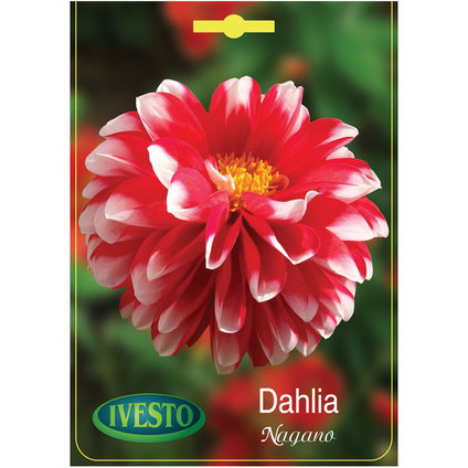 *ЛУКОВИЦИ ДАЛИЯ NAGANO- LITTLE TIGER *ЛУКОВИЦИ ДАЛИЯ NAGANO- LITTLE TIGER