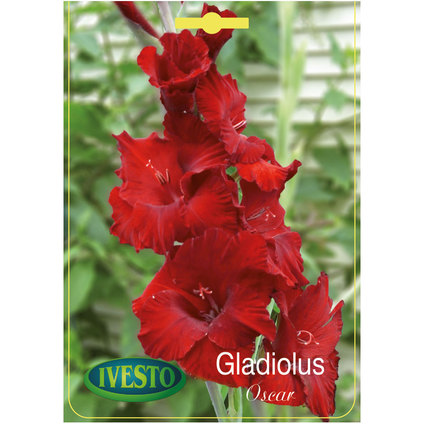 ЛУКОВИЦИ ГЛАДИОЛА OSCAR ЛУКОВИЦИ ГЛАДИОЛА OSCAR