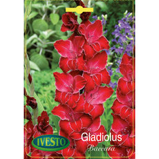 ЛУКОВИЦИ ГЛАДИОЛА WINDSONG IVESTO ЛУКОВИЦИ ГЛАДИОЛА WINDSONG IVESTO