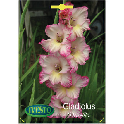 ЛУКОВИЦИ ГЛАДИОЛА PRISCILLA ЛУКОВИЦИ ГЛАДИОЛА PRISCILLA
