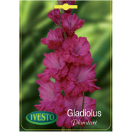 ЛУКОВИЦИ ГЛАДИОЛА PLUMTART IVESTO ЛУКОВИЦИ ГЛАДИОЛА PLUMTART IVESTO