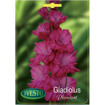 ЛУКОВИЦИ ГЛАДИОЛА PLUMTART ЛУКОВИЦИ ГЛАДИОЛА PLUMTART