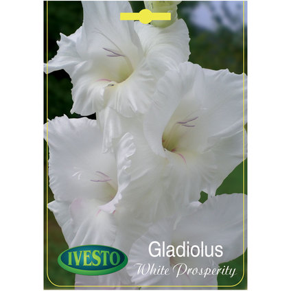 ЛУКОВИЦИ ГЛАДИОЛА WHITE PROSPERITY ЛУКОВИЦИ ГЛАДИОЛА WHITE PROSPERITY