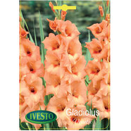 ЛУКОВИЦИ ГЛАДИОЛА VENETIE IVESTO ЛУКОВИЦИ ГЛАДИОЛА VENETIE IVESTO