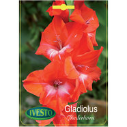 ЛУКОВИЦИ ГЛАДИОЛА TRADEHORN IVESTO ЛУКОВИЦИ ГЛАДИОЛА TRADEHORN IVESTO