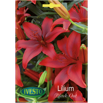 ЛУКОВИЦИ ГРАДИНСКИ ЛИЛИУМ BLACK -OUT ЛУКОВИЦИ ГРАДИНСКИ ЛИЛИУМ BLACK -OUT