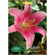 ЛУКОВИЦИ ЛИЛИУМ ГРАДИСНКИ ACAPULCO ORIENTAL IVESTO ЛУКОВИЦИ ЛИЛИУМ ГРАДИСНКИ ACAPULCO ORIENTAL IVESTO