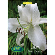 ЛУКОВИЦИ ЛИЛИУМ ГРАДИСНКИ CASA BLANCA ORIENTAL IVESTO ЛУКОВИЦИ ЛИЛИУМ ГРАДИСНКИ CASA BLANCA ORIENTAL IVESTO