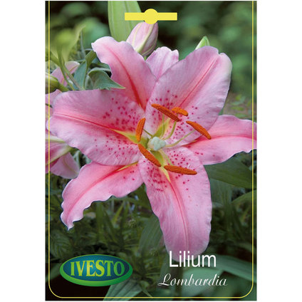 ЛУКОВИЦИ ГРАДИНСКИ ЛИЛИУМ LOMBARDIA ЛУКОВИЦИ ГРАДИНСКИ ЛИЛИУМ LOMBARDIA