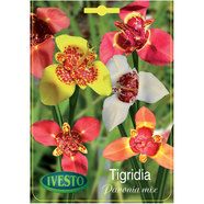 ЛУКОВИЦИ ТИГРИДИЯ РAVONIA MIX ЛУКОВИЦИ ТИГРИДИЯ РAVONIA MIX