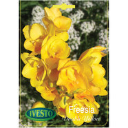 ЛУКОВИЦИ ФРЕЗИЯ DOUBLE FLOWERING YELLOW IVESTO ЛУКОВИЦИ ФРЕЗИЯ DOUBLE FLOWERING YELLOW IVESTO