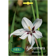 ЛУКОВИЦИ АЦИДАНТЕРА MURIELAE-GLADIOLUS IVESTO ЛУКОВИЦИ АЦИДАНТЕРА MURIELAE-GLADIOLUS IVESTO