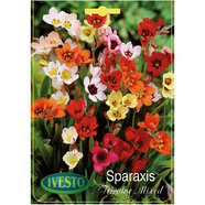 ЛУКОВИЦИ СПАРАКСИС TRICOLOR MIXED IVESTO ЛУКОВИЦИ СПАРАКСИС TRICOLOR MIXED IVESTO