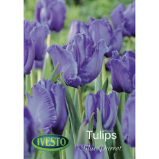 BULBS TULIP BLUE PARROT IVESTO BULBS TULIP BLUE PARROT IVESTO