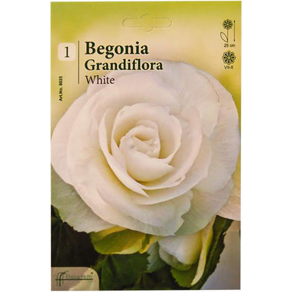 &ПРОЛЕТНИ ЛУКОВИЦИ &ПРОЛЕТНИ ЛУКОВИЦИ