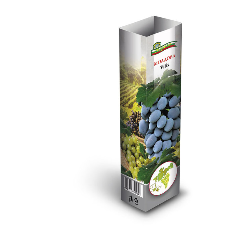 ЛОЗИ СОРТОВЕ В КУТИЯ БЕЛИ/ЧЕРВЕНИ ЛОЗИ СОРТОВЕ В КУТИЯ БЕЛИ/ЧЕРВЕНИ