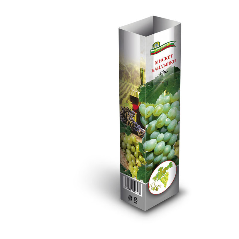 ЛОЗИ СОРТОВЕ В КУТИЯ БЕЛИ/ЧЕРВЕНИ ЛОЗИ СОРТОВЕ В КУТИЯ БЕЛИ/ЧЕРВЕНИ