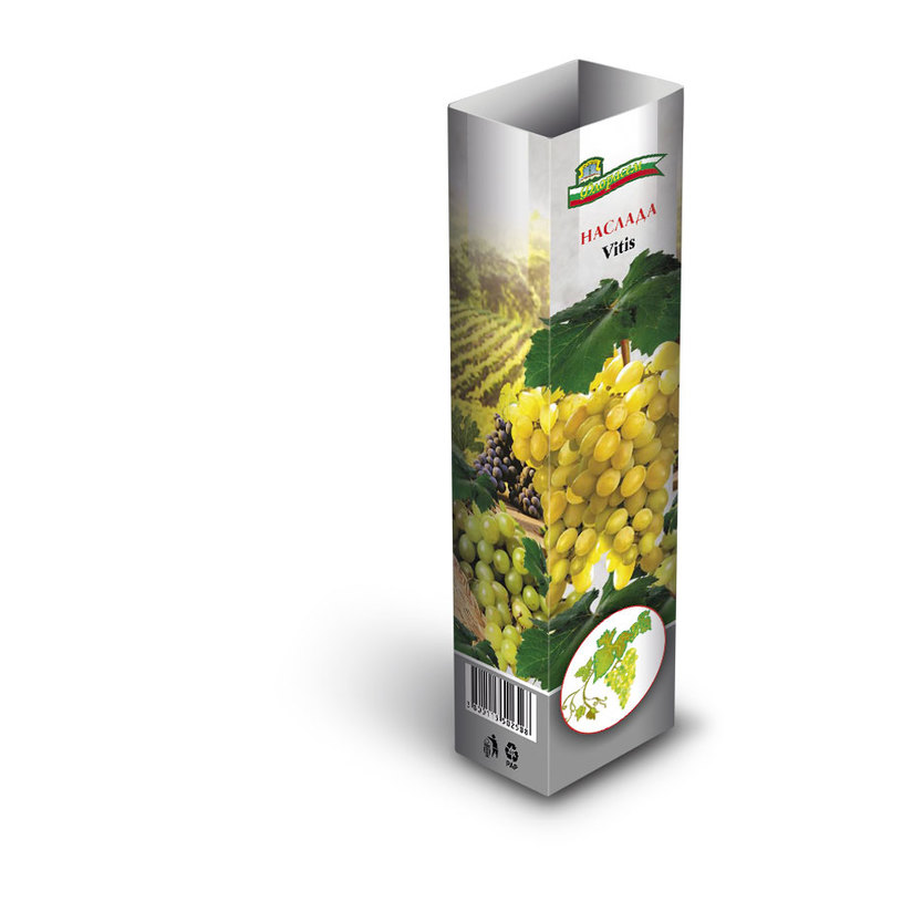 ЛОЗИ СОРТОВЕ В КУТИЯ БЕЛИ/ЧЕРВЕНИ ЛОЗИ СОРТОВЕ В КУТИЯ БЕЛИ/ЧЕРВЕНИ