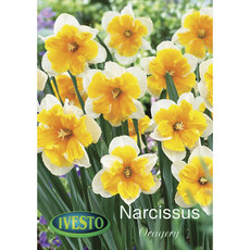 BULBS NARCISSUS ORANGERY IVESTO BULBS NARCISSUS ORANGERY IVESTO