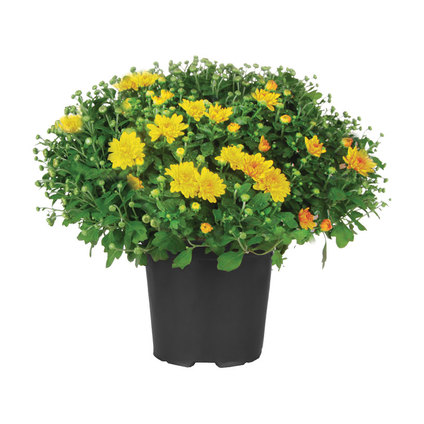 ОСТЕОСПЕРМУМ Ф13СМ МИКС ОСТЕОСПЕРМУМ Ф13СМ МИКС