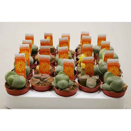 КАКТУС КАМЪЧЕ ф5.5cm КАКТУС КАМЪЧЕ ф5.5cm