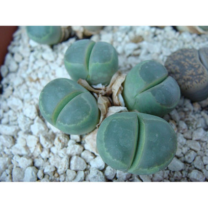 КАКТУС КАМЪЧЕ ф5.5cm КАКТУС КАМЪЧЕ ф5.5cm