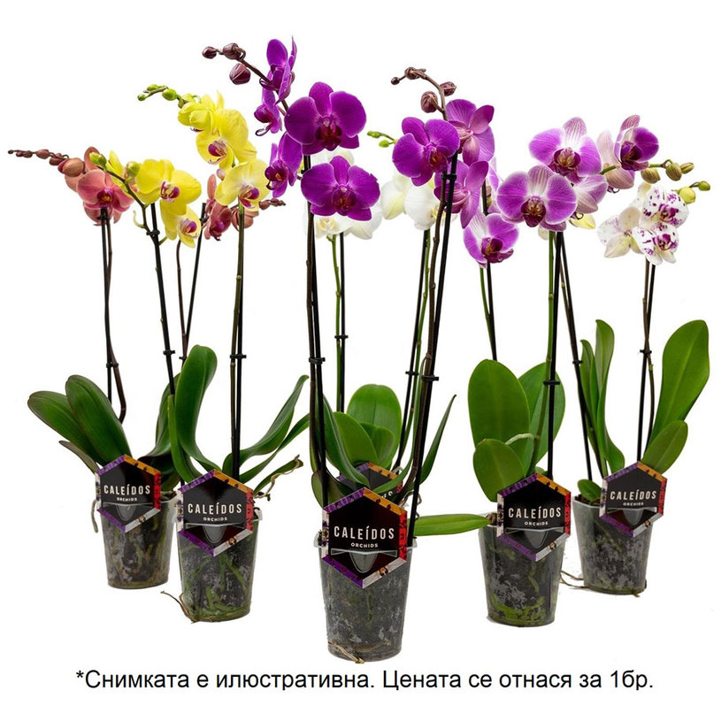 ОРХИДЕЯ ФАЛЕНОПСИС 2СТ. Ф12CM H60CM MIX ОРХИДЕЯ ФАЛЕНОПСИС 2СТ. Ф12CM H60CM MIX