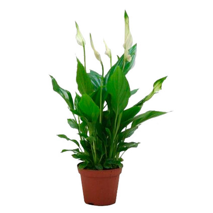 СПАТИФИЛУМ Ф9СМ H:30CM СПАТИФИЛУМ Ф9СМ H:30CM