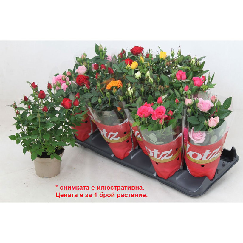 РОЗА LOTZ OF JEWEL МИКС Ф12CM H30CM РОЗА LOTZ OF JEWEL МИКС Ф12CM H30CM