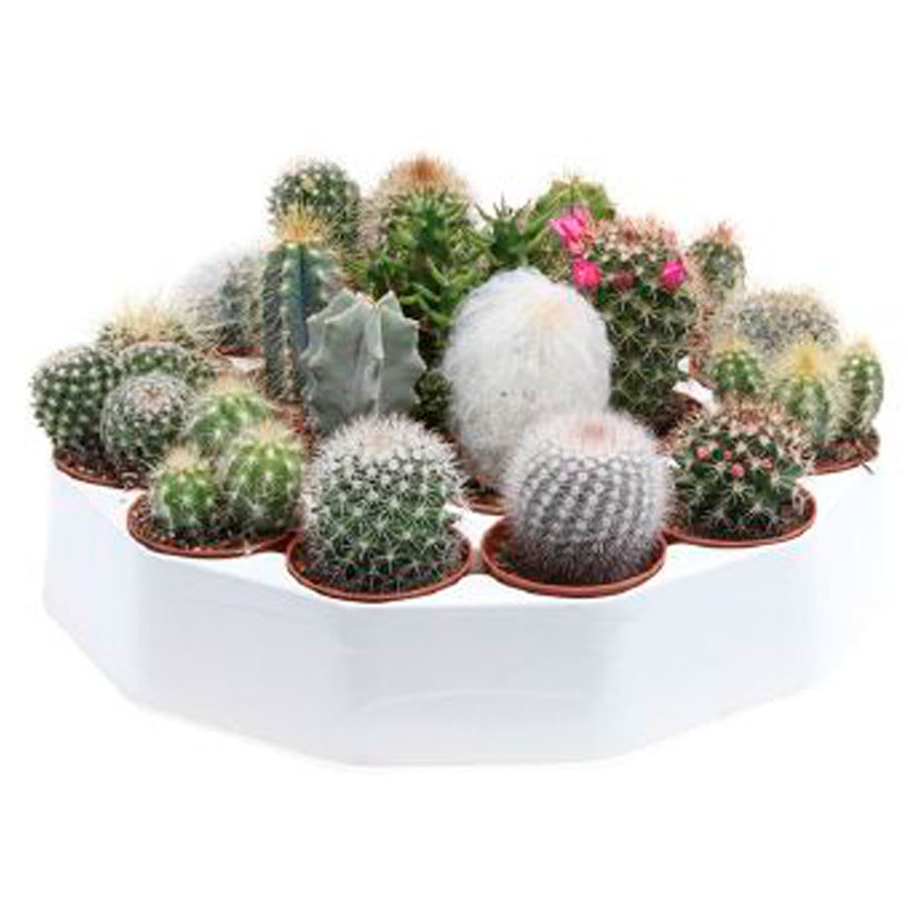 Кактус микс ф504 Кактус микс ф504